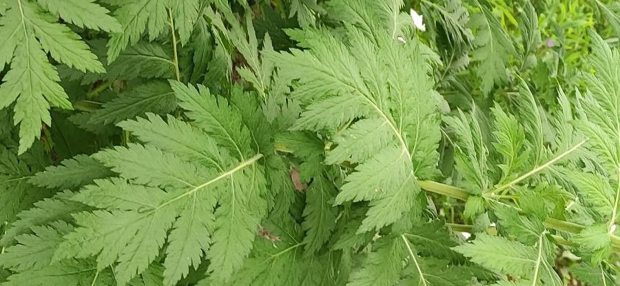 Achillea chrysocoma — search result for 'Achillea'