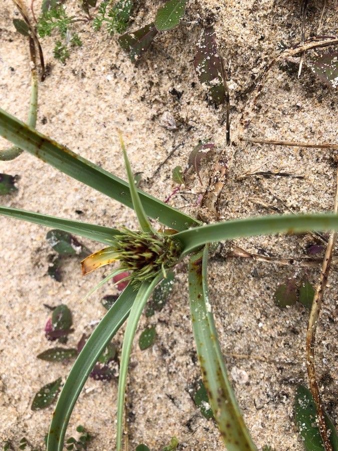 Cyperus laevigatus flower