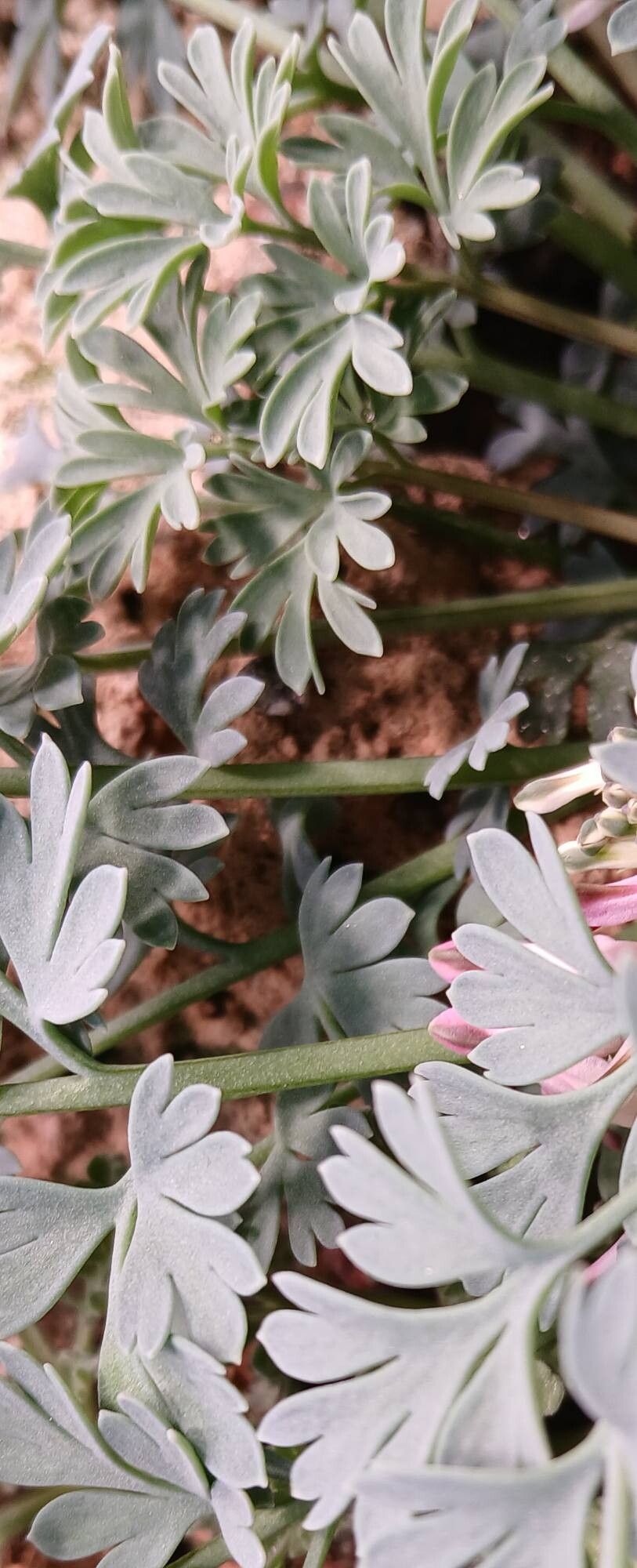 Pterocephalus depressus — related species from the same genus