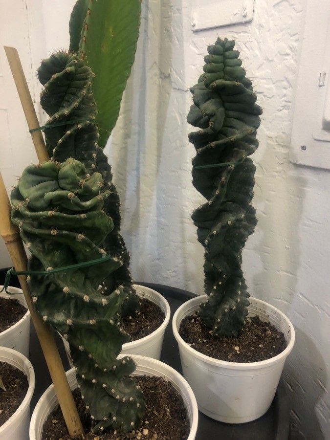 Cereus forbesii leaf