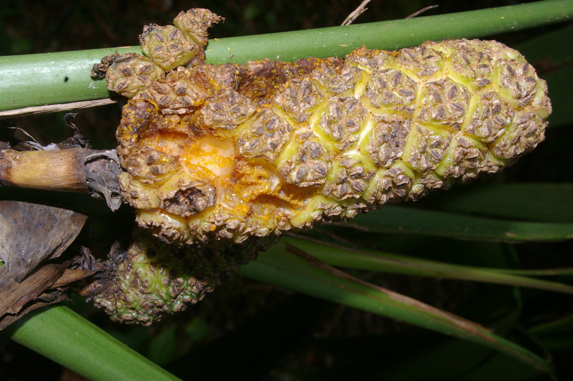Asplundia stenophylla fruit