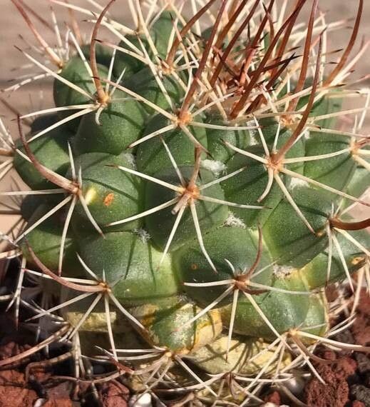 Mammillaria sonorensis habit