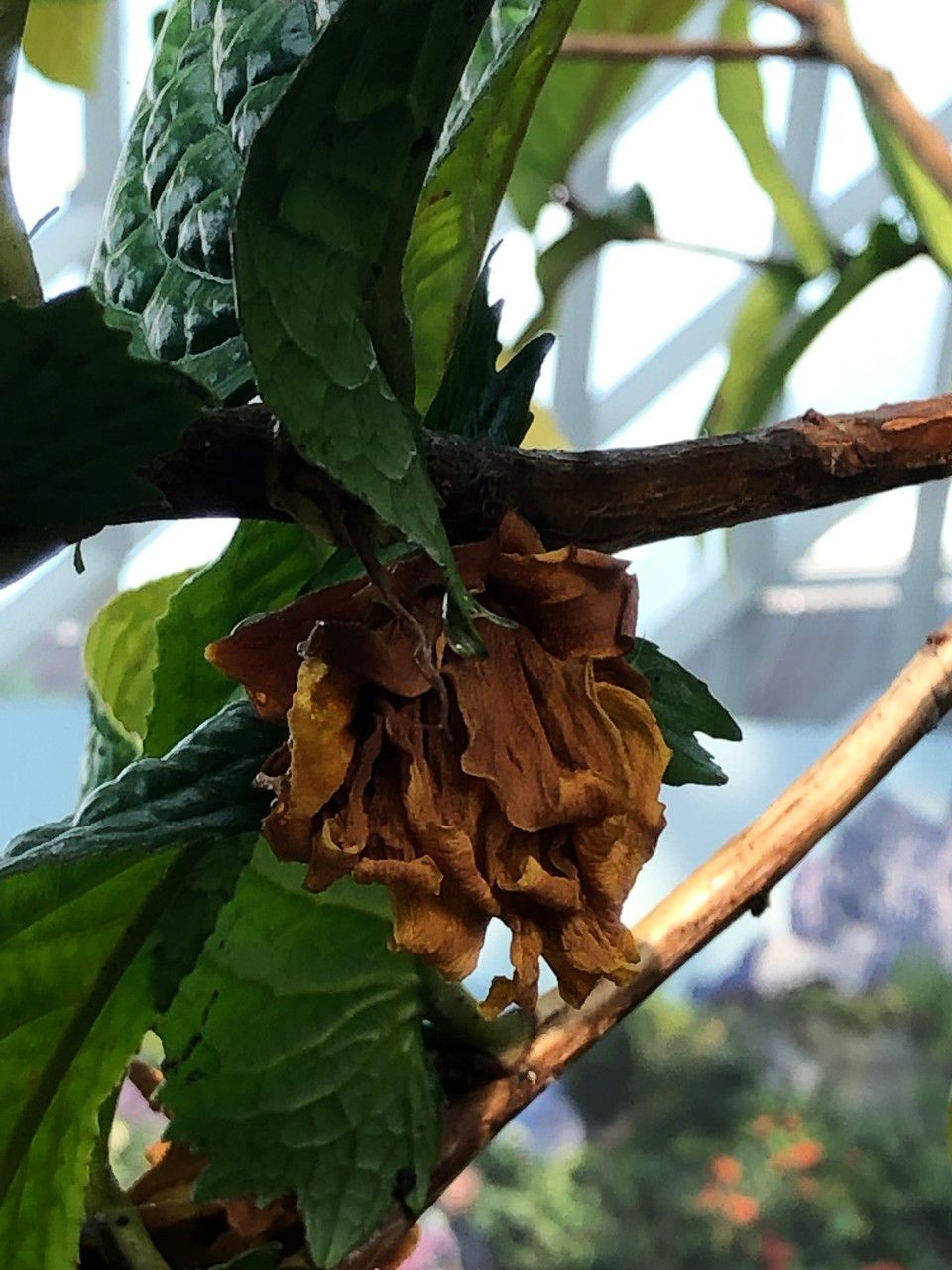 Camellia petelotii fruit