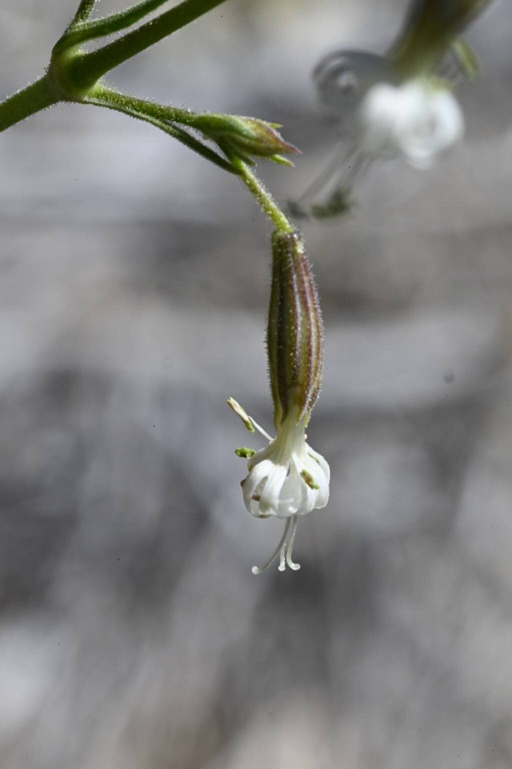 Silene berthelotiana flower
