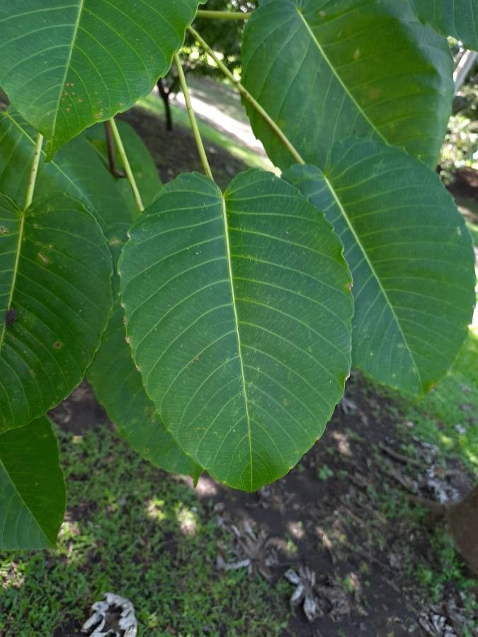 Hura crepitans — search result for 'Tanzania'