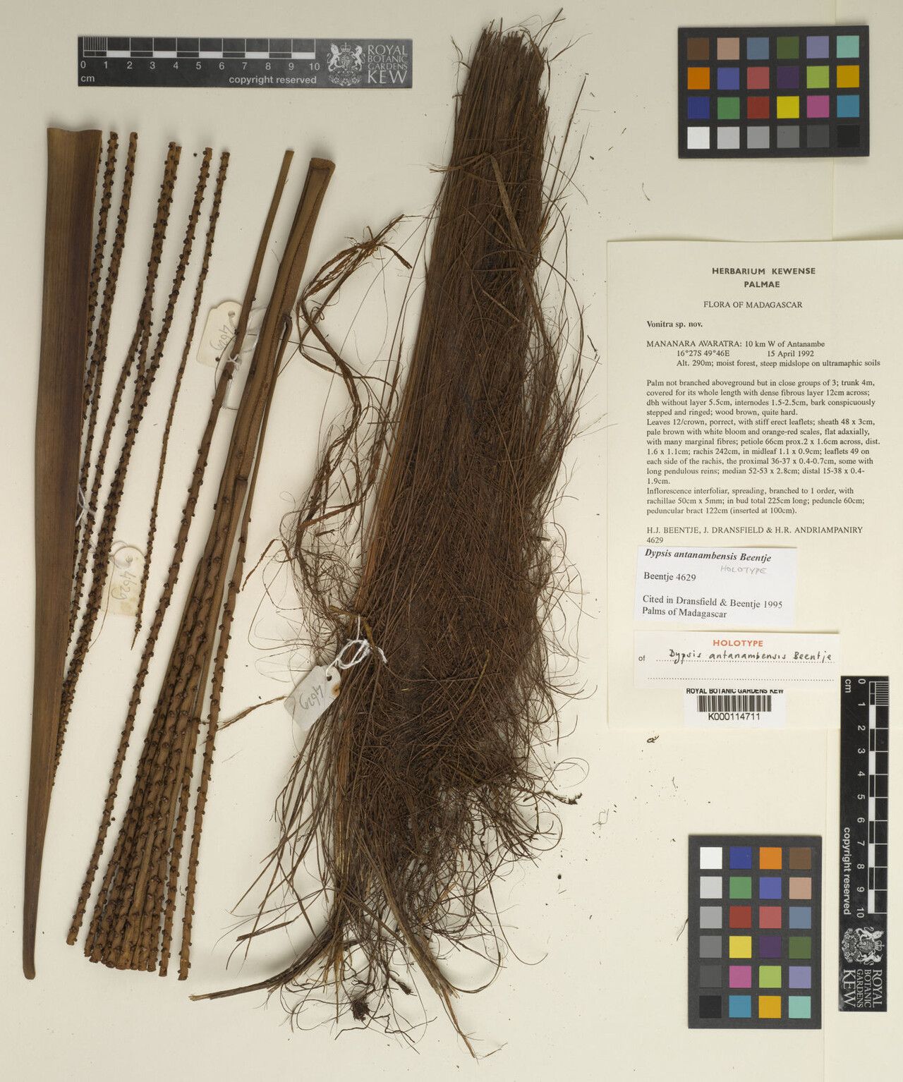 Dypsis antanambensis — houseplant care guide