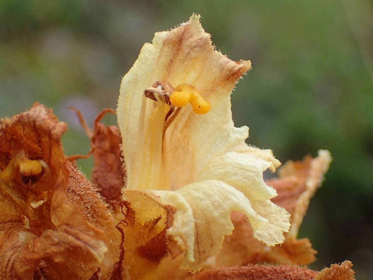 Orobanche laserpitii-sileris — houseplant care guide