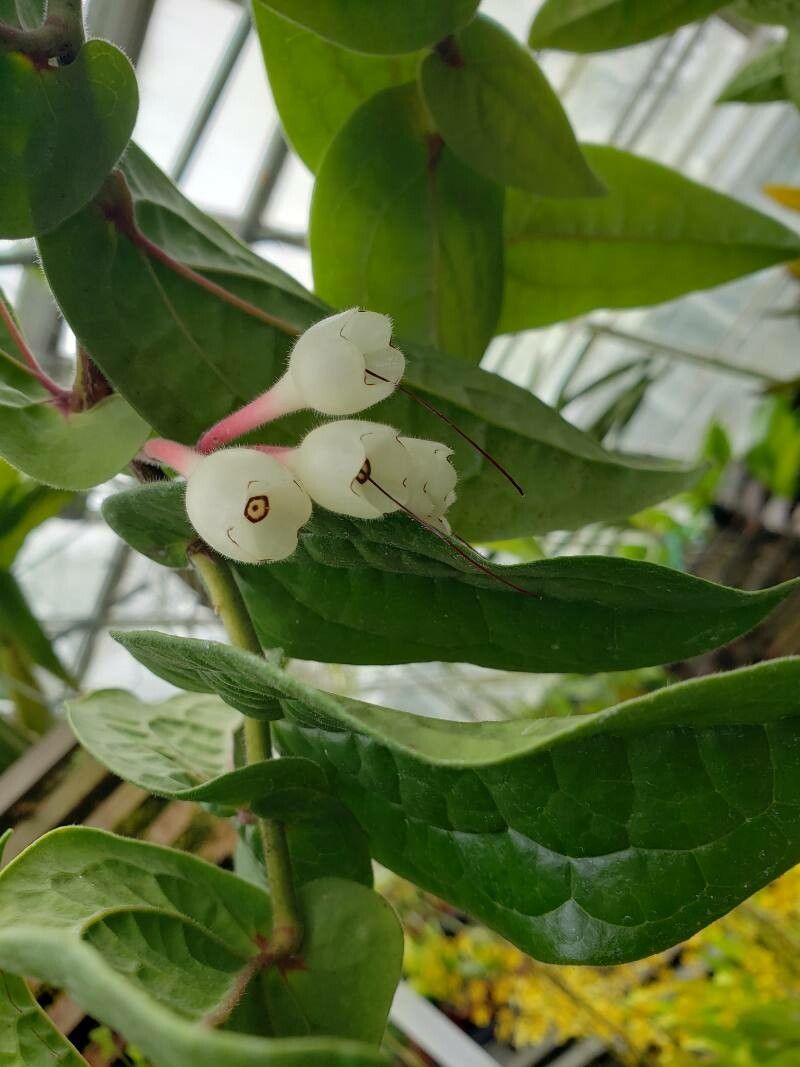 Ceratostema silvicola fruit
