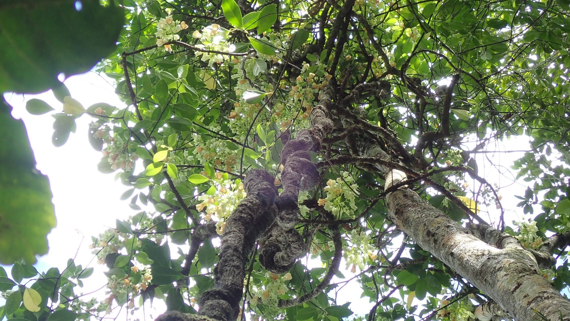 Oxera morierei habit
