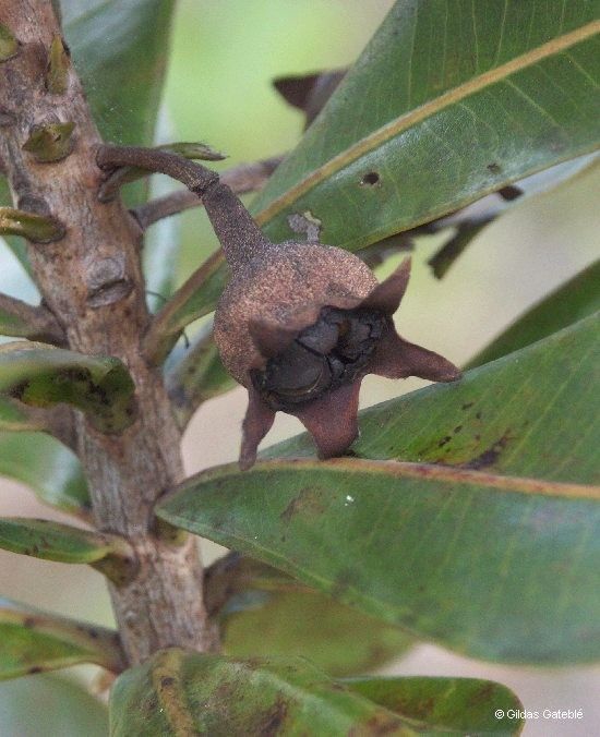 Xanthostemon gugerlii habit
