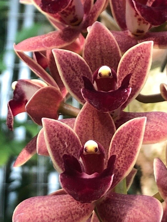 Cymbidium devonianum leaf