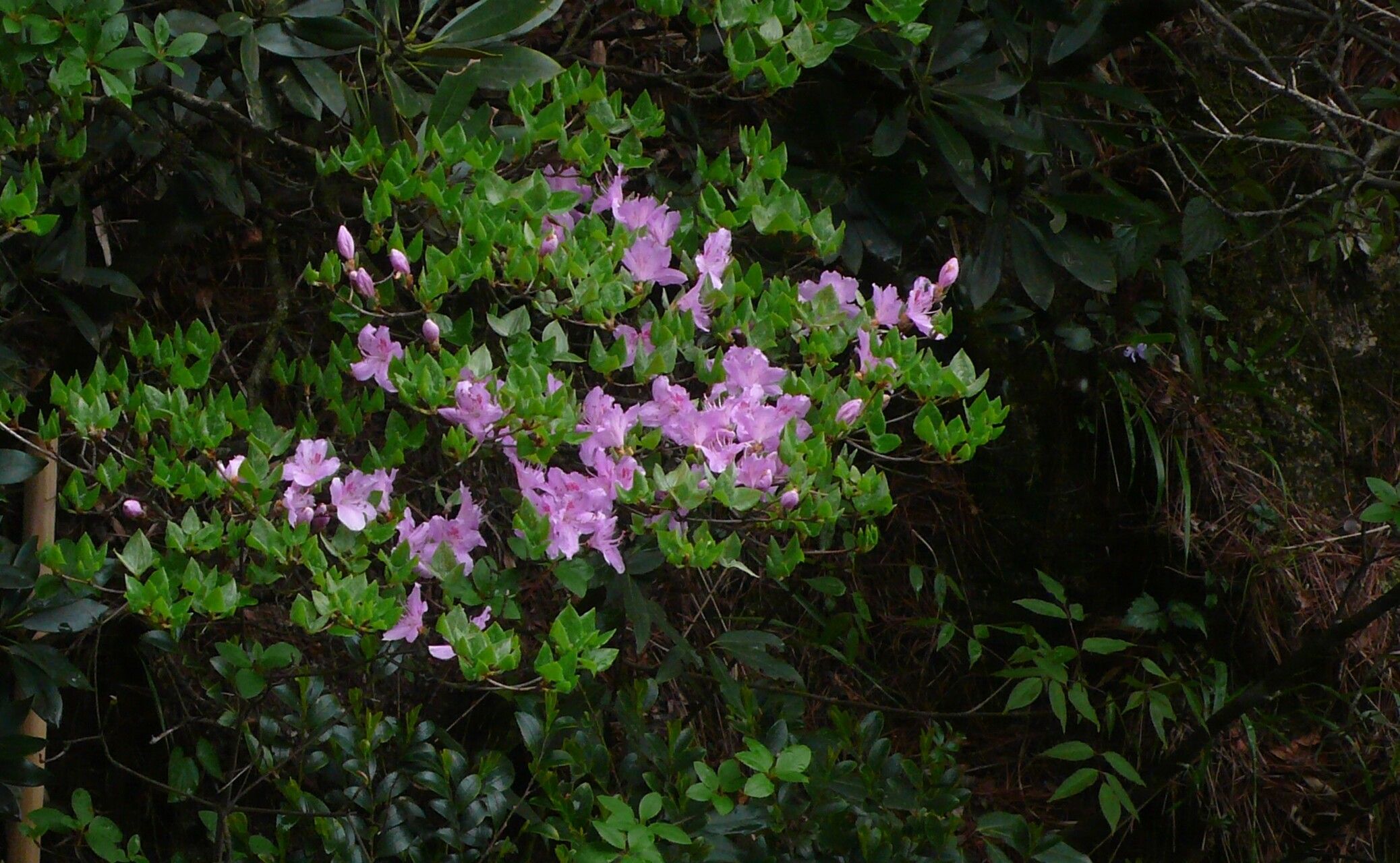 Rhododendron mariesii habit