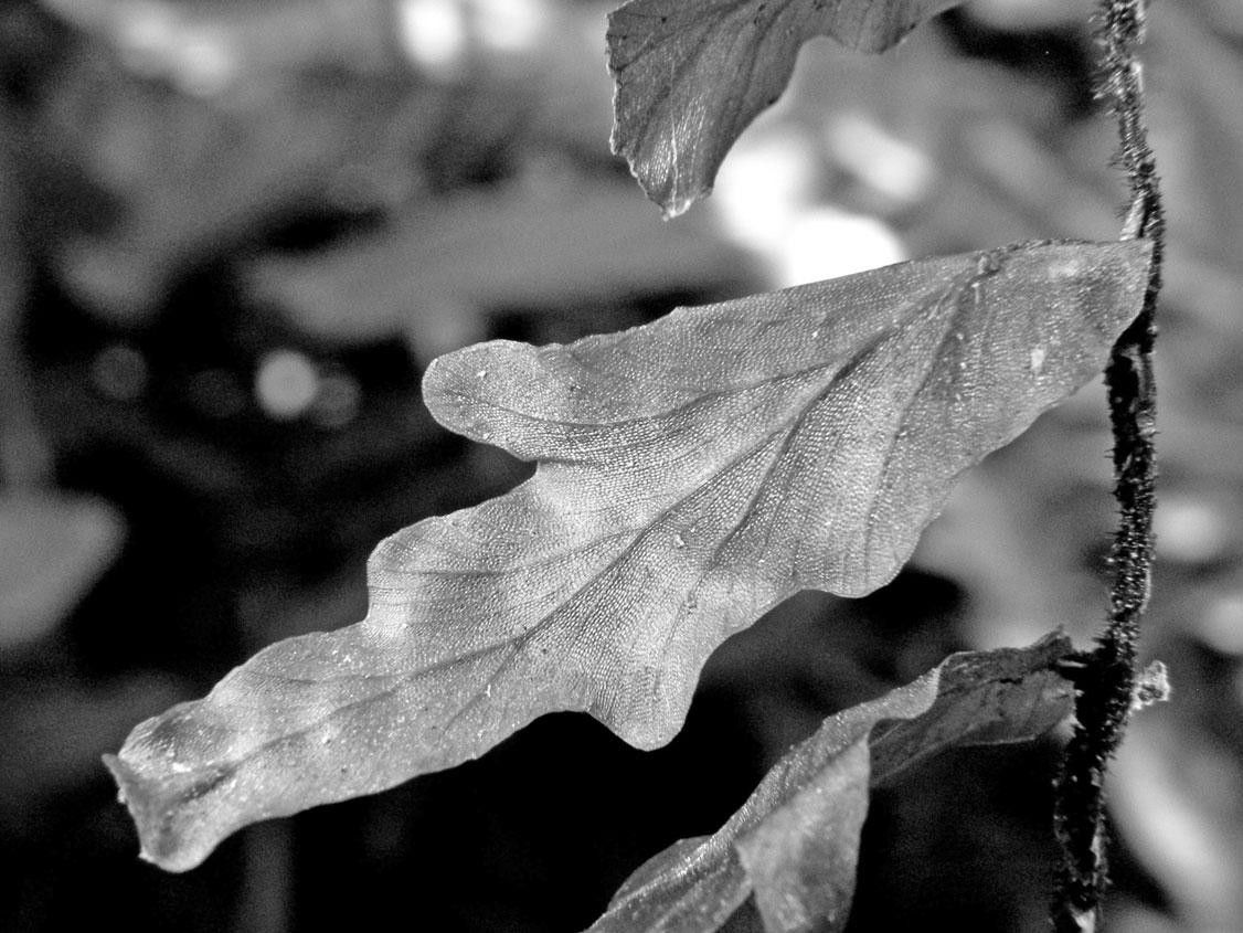 Trichomanes ekmanii other