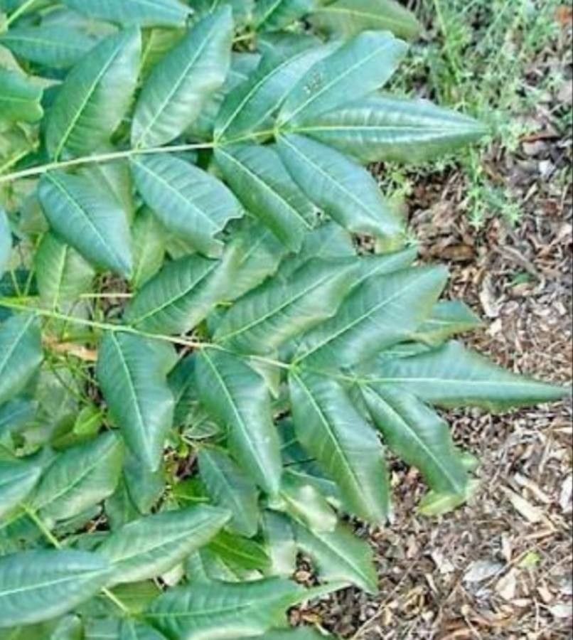 Flindersia australis leaf