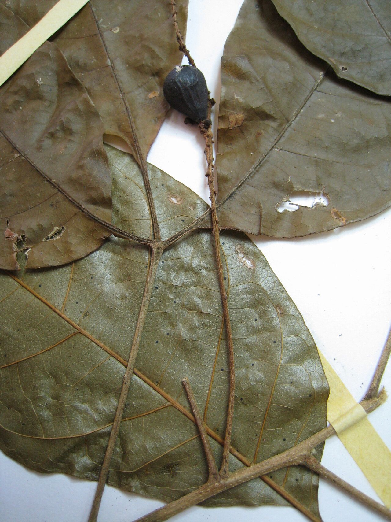 Allophylus latifolius other