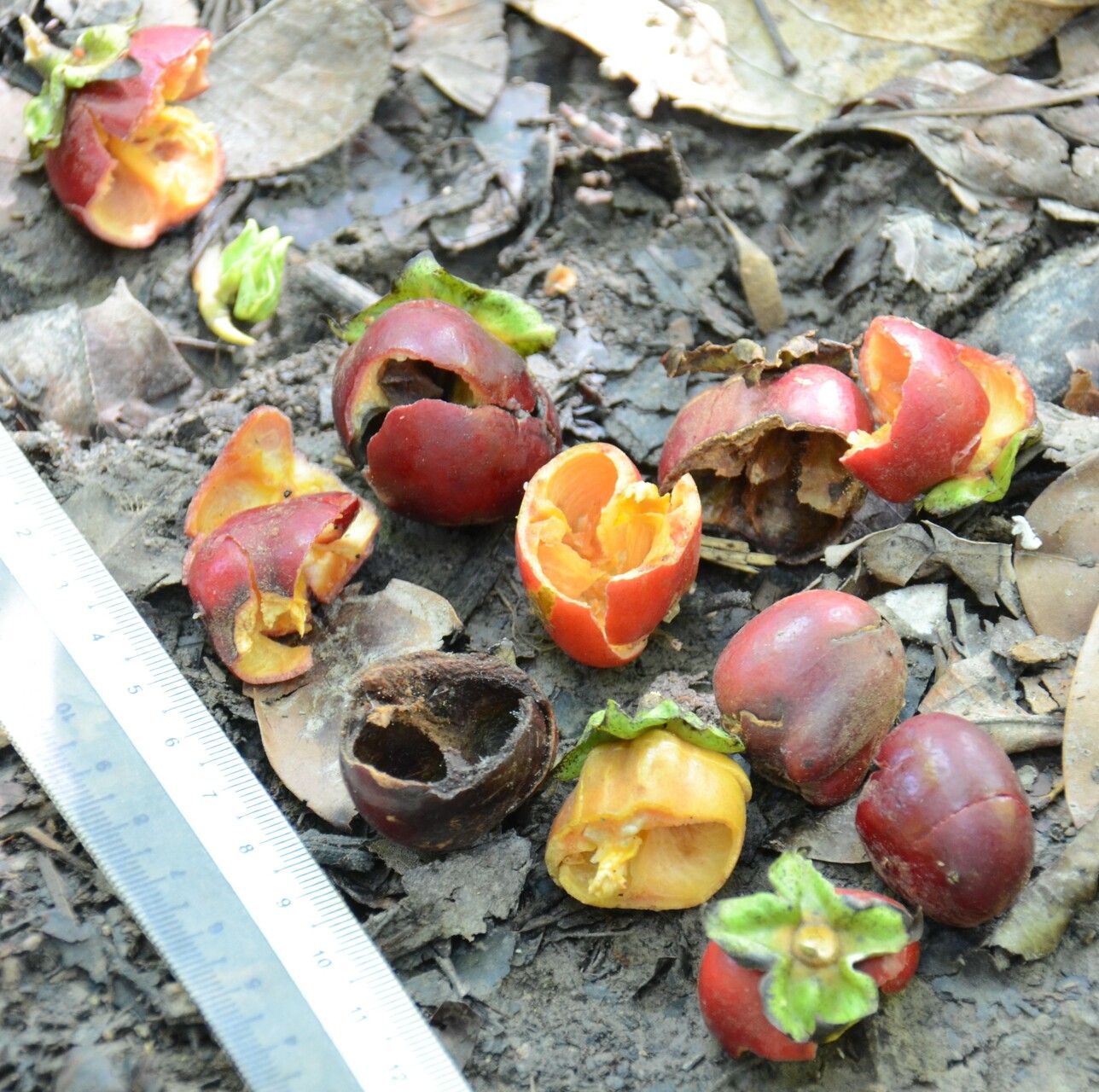 Diospyros sumatrana fruit