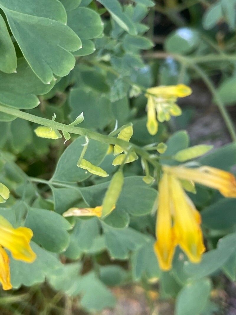 Pseudo-fumaria lutea fruit