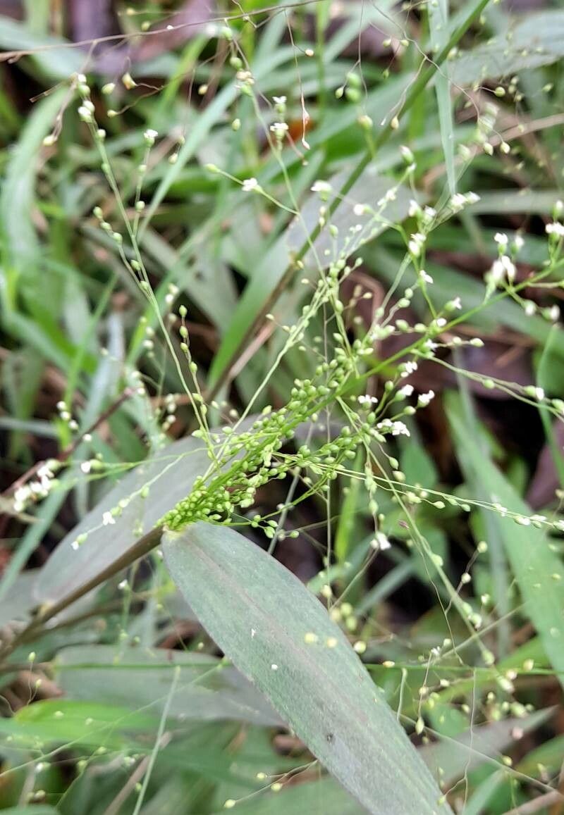 Dichanthelium sabulorum — search result for 'Dichanthelium'