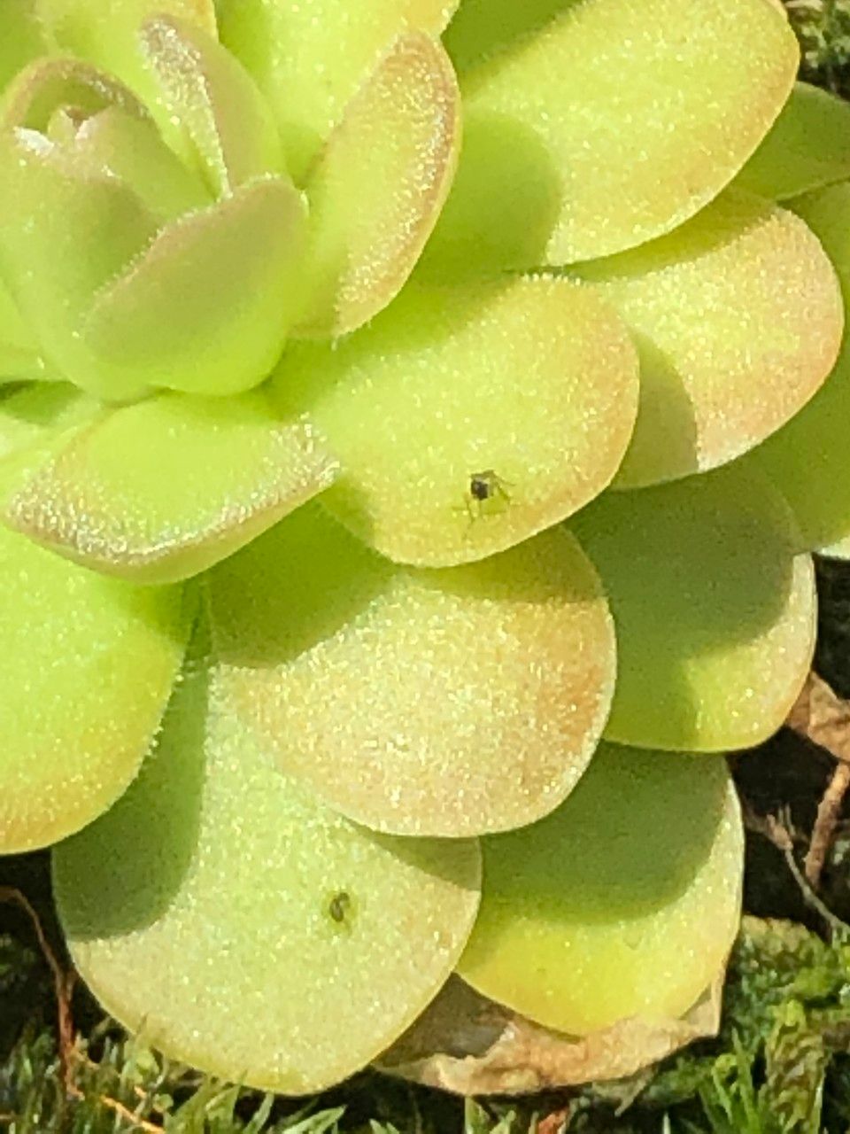 Pinguicula spp. — houseplant care guide