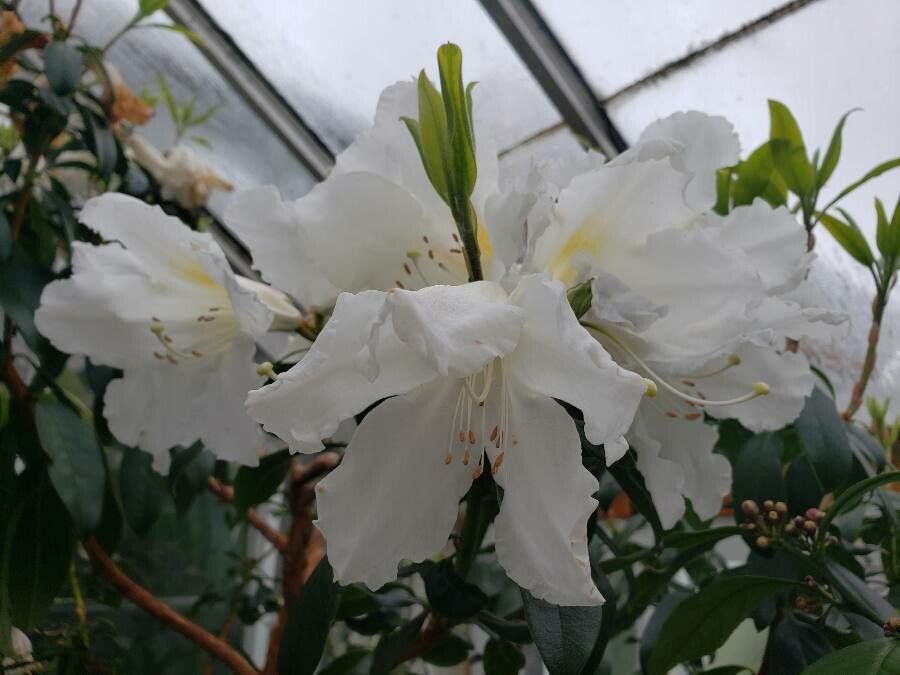 Rhododendron poilanei flower