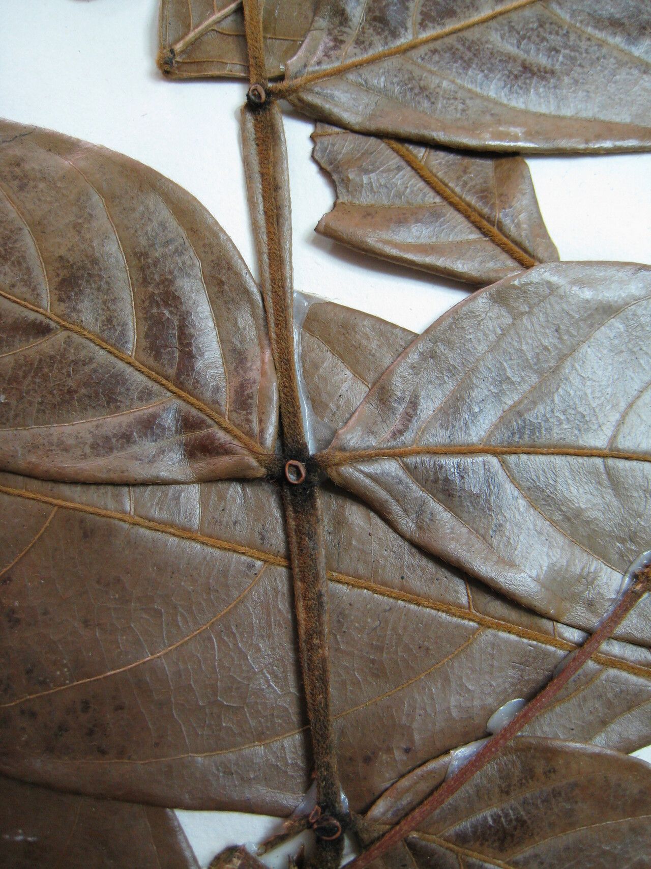 Inga densiflora other