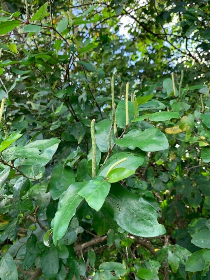 Piper tuberculatum fruit