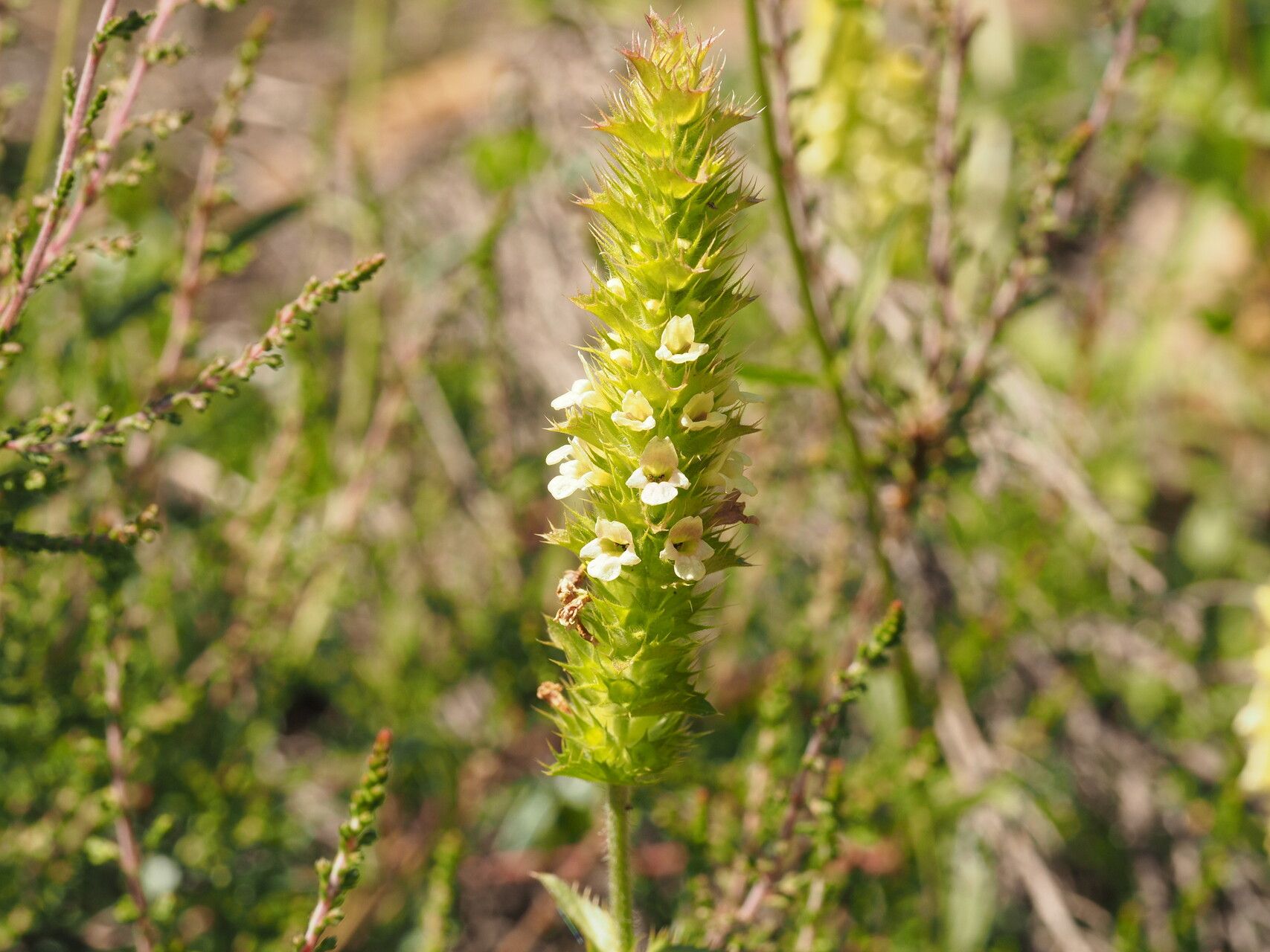Sideritis lurida habit