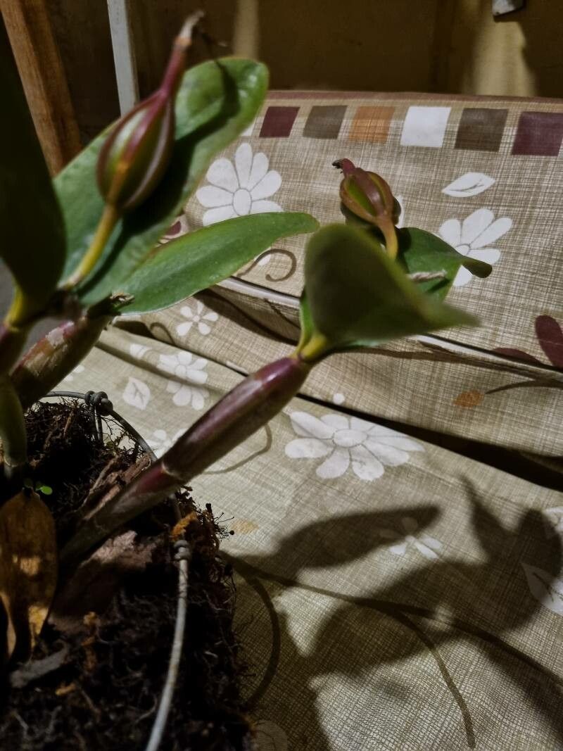 Cattleya intermedia bark