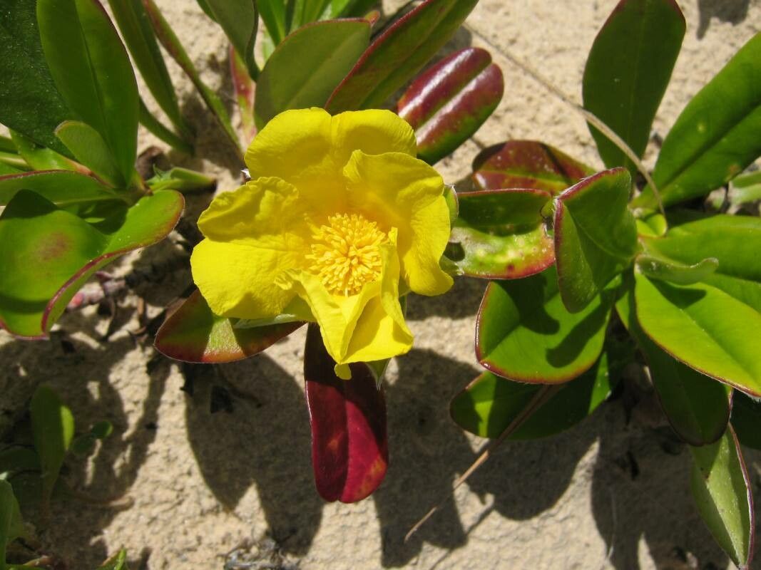 Hibbertia scandens flower