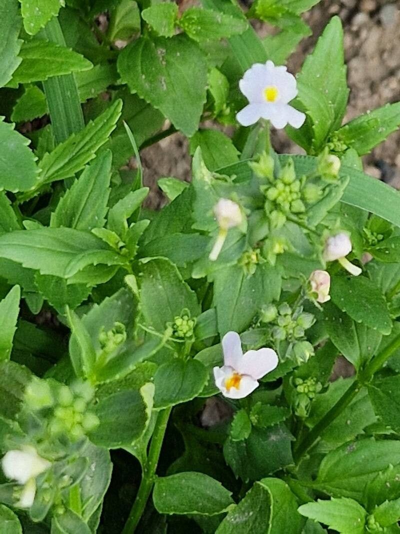 Nemesia versicolor habit