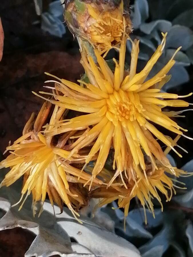 Centaurea cineraria flower