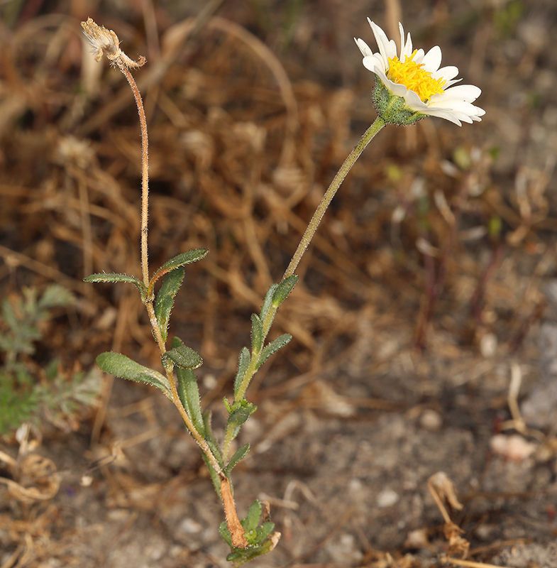 Layia leucopappa — houseplant care guide