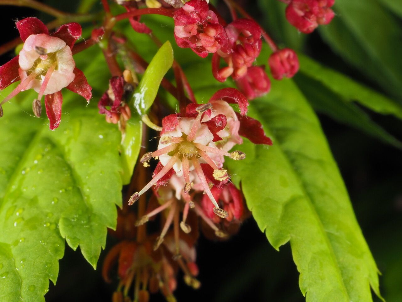 Acer circinatum flower