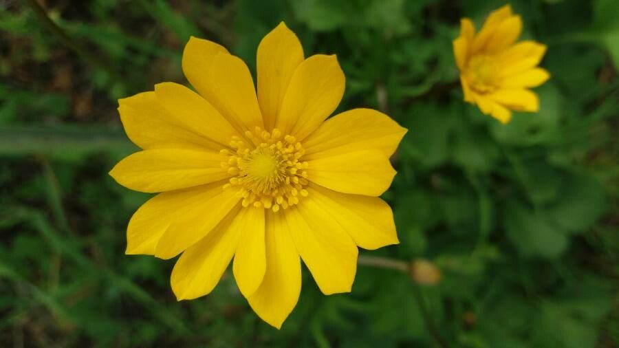 Anemone palmata flower