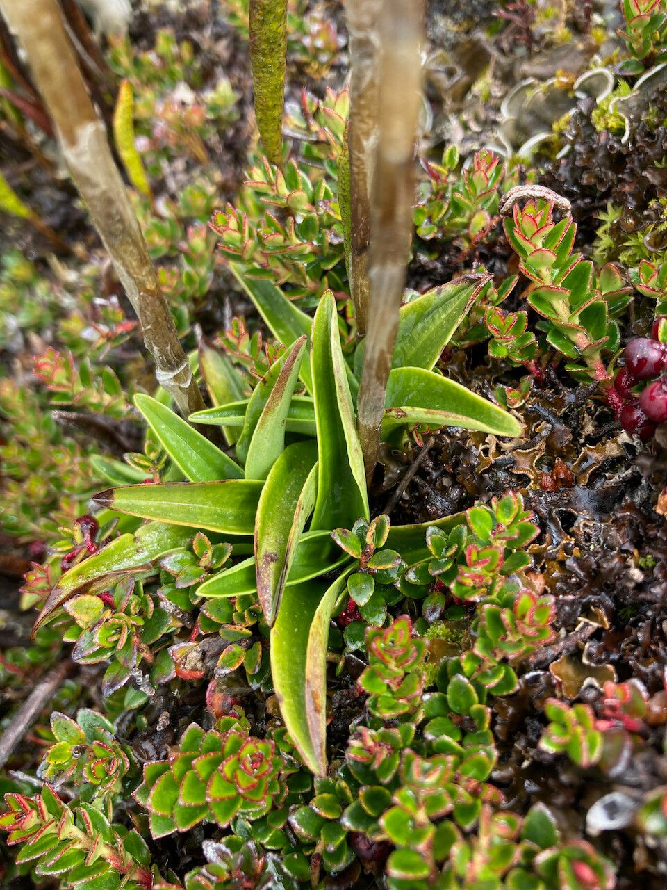 Aa colombiana — houseplant care guide