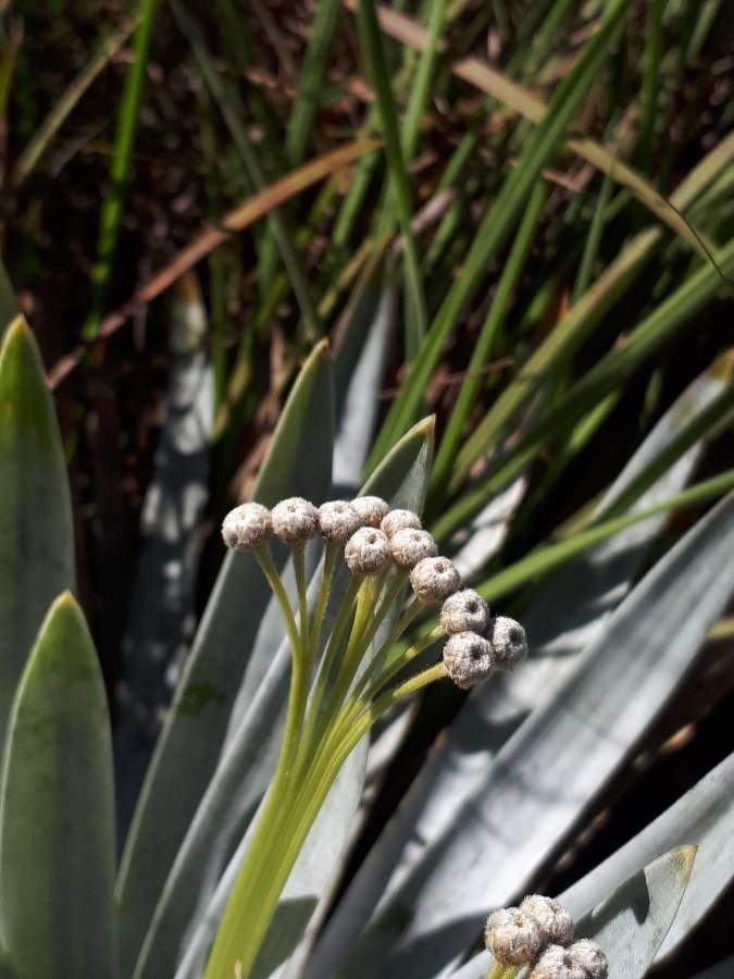 Paepalanthus bromelioides flower