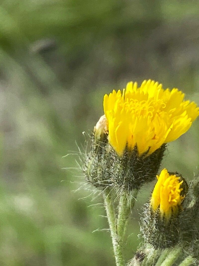 Pilosella ziziana flower