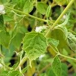 Ageratina aromatica