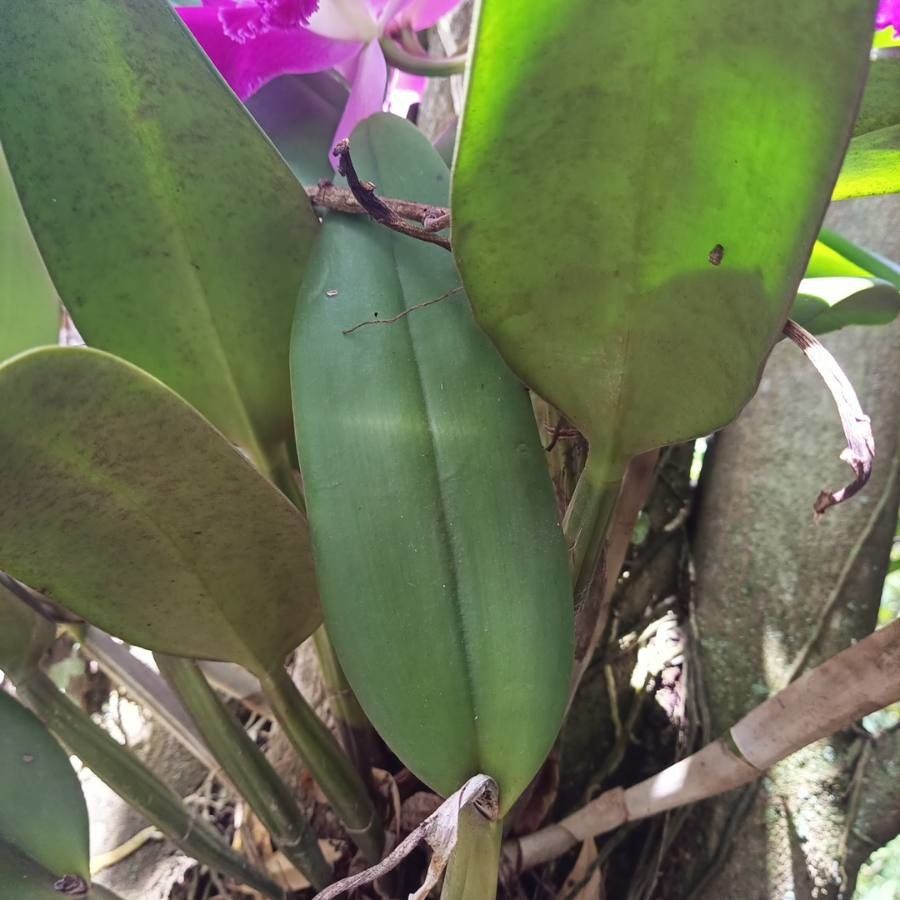 Guarianthe skinneri leaf