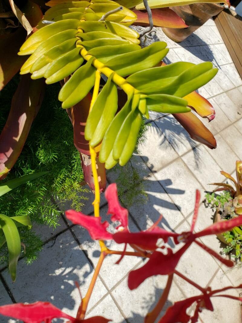 Renanthera vietnamensis — related species from the same genus