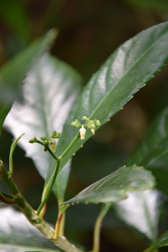Hybanthus micranthus flower