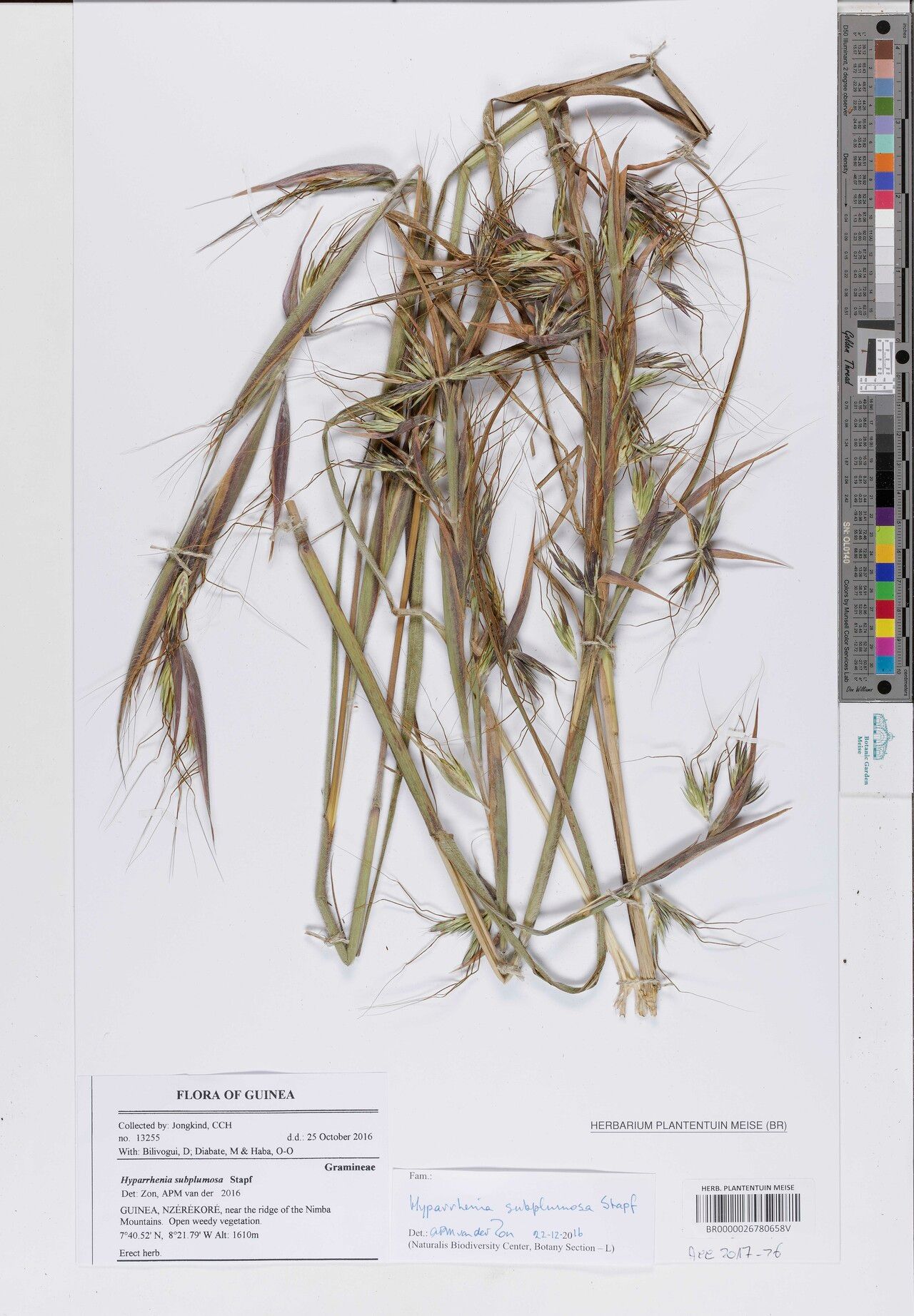 Hyparrhenia subplumosa — houseplant care guide