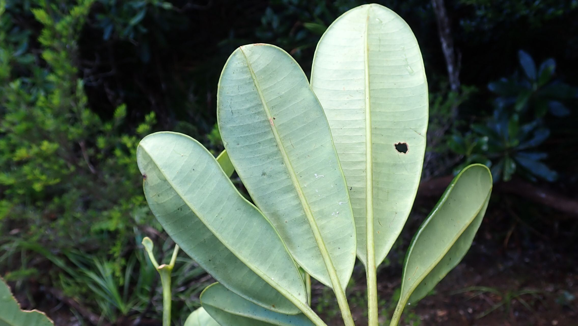 Plerandra polydactylis — houseplant care guide