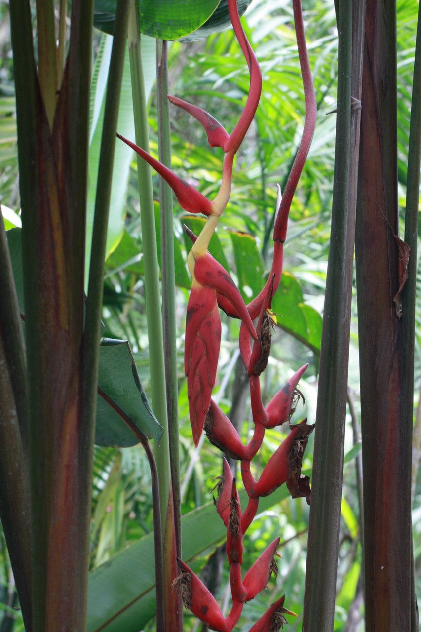 Heliconia longa flower