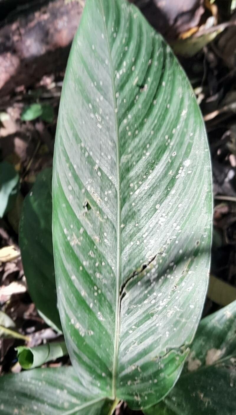 Goeppertia eichleri — search result for 'Goeppertia'