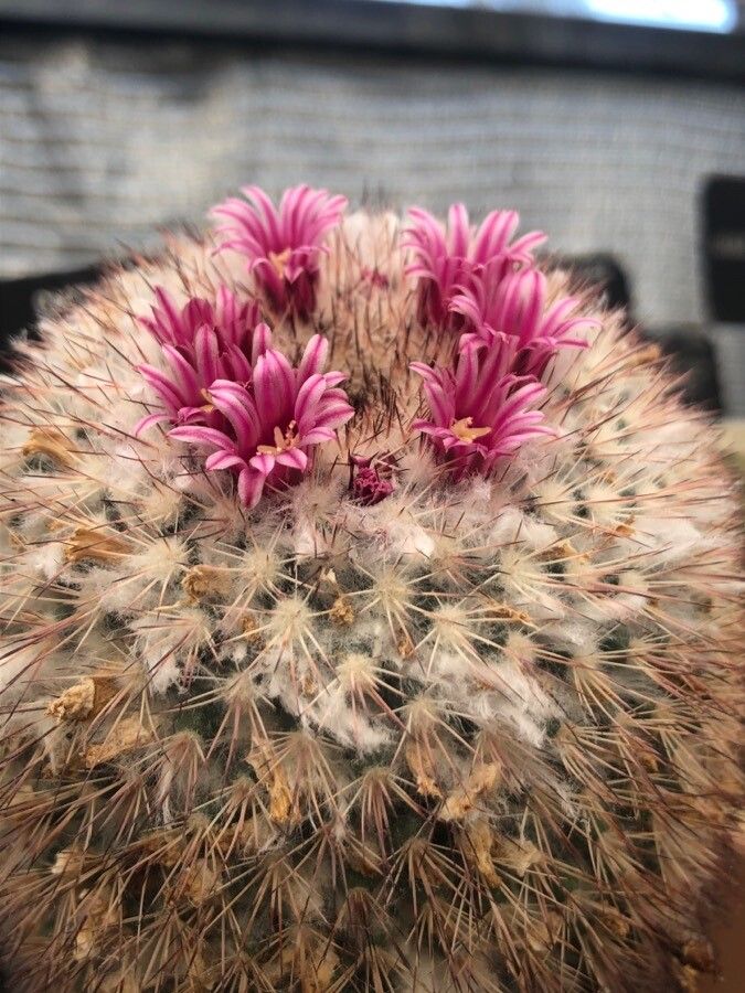 Mammillaria tayloriorum flower