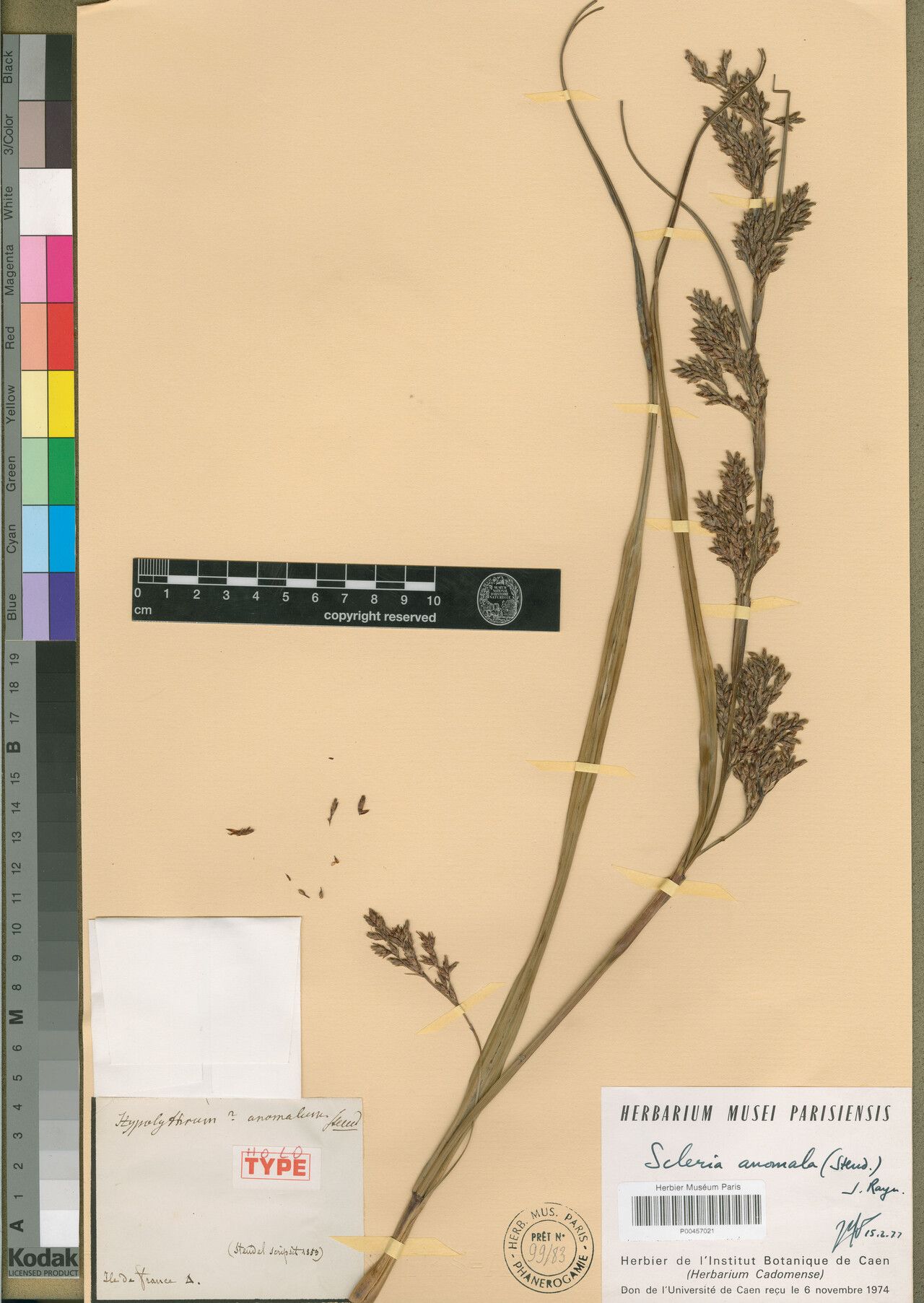 Scleria anomala — houseplant care guide