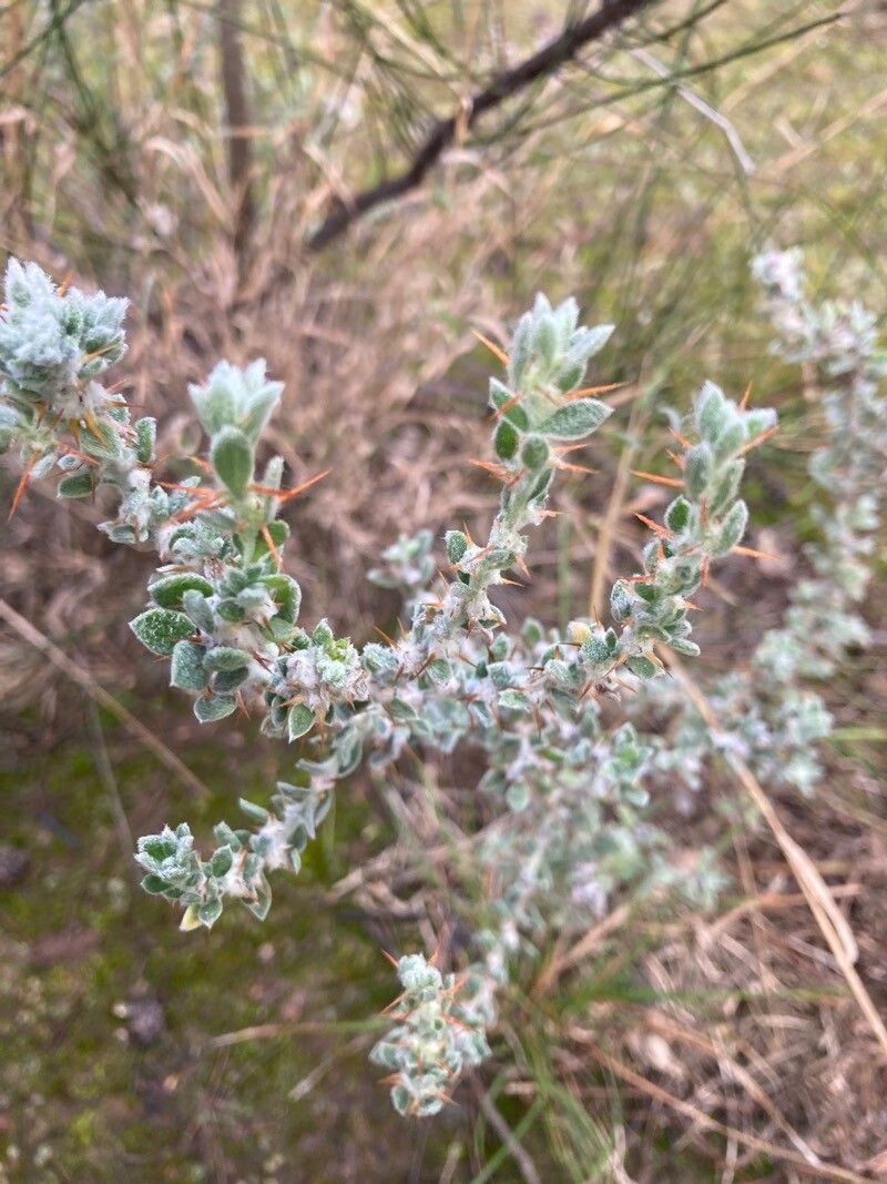 Sclerolaena birchii — related species from the same genus