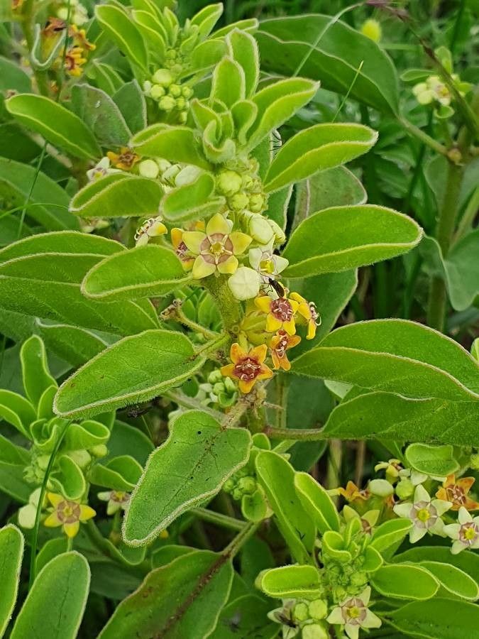 Cynanchum revoilii leaf
