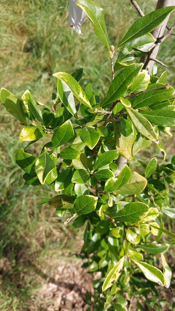 Diospyros rhombifolia — houseplant care guide
